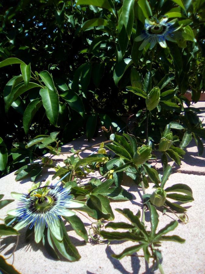 Casa Te La Bradamante Bed and Breakfast Magliano Εξωτερικό φωτογραφία